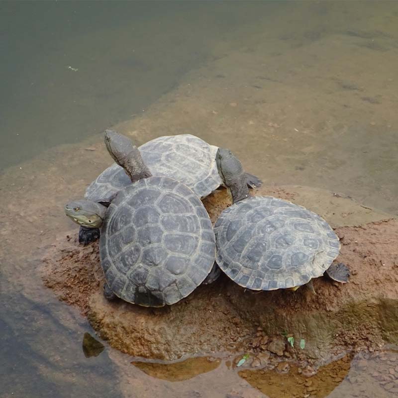 tortugas1