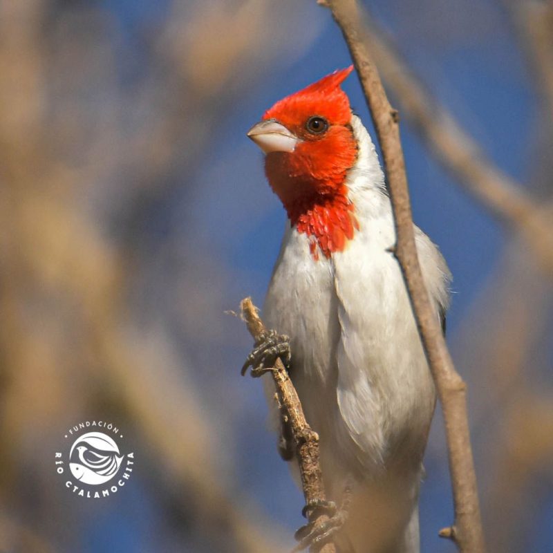 Cardenal