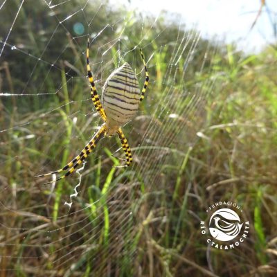 Araña Rara