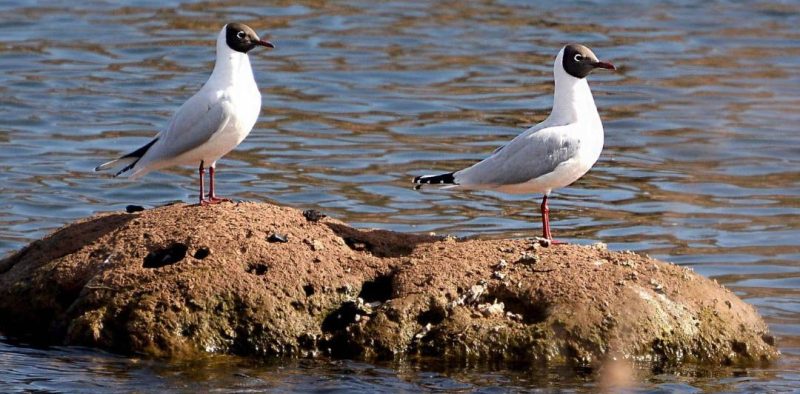 gaviota-capucho-cafe-1