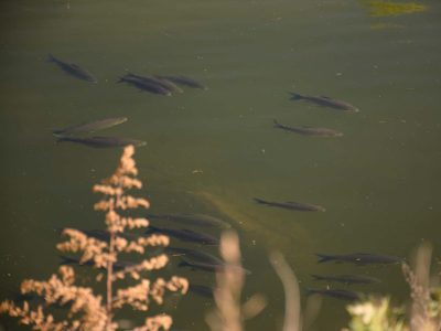 peces rio ctalamochita